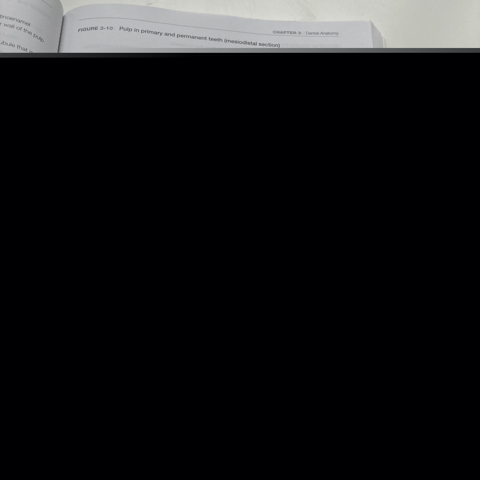 Dental Anatomy Coloring Book