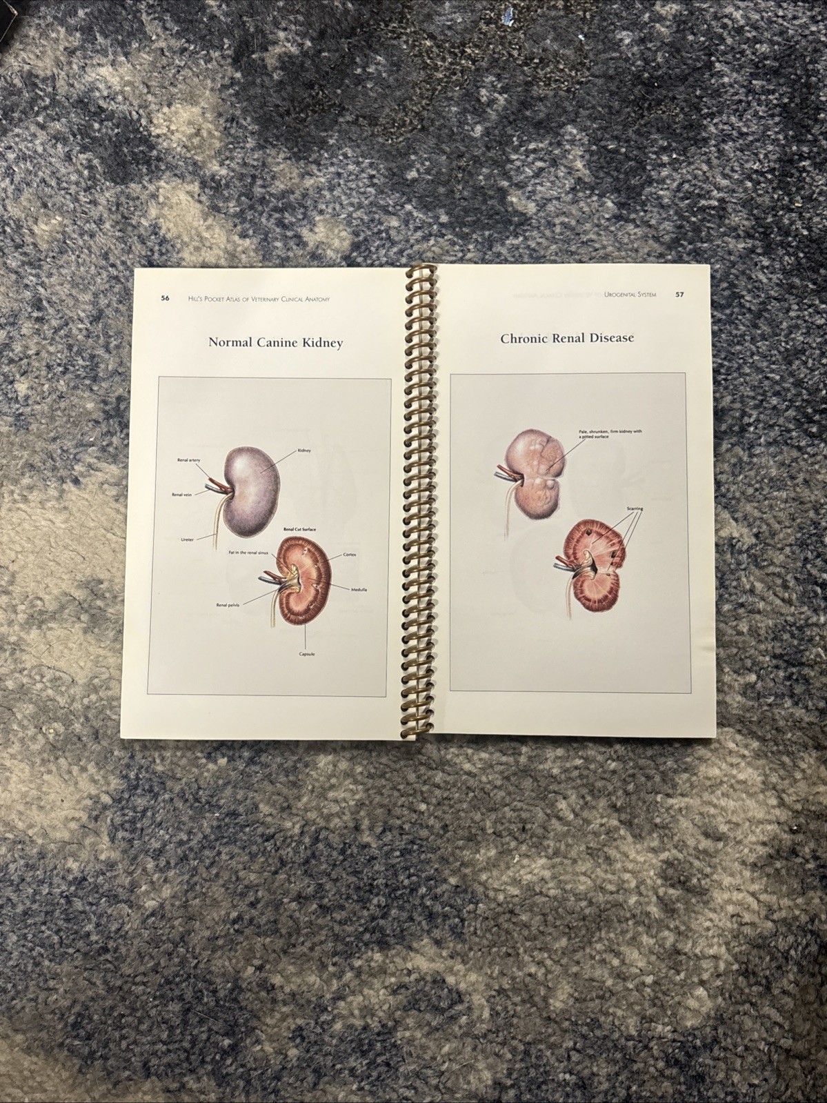 Hill’s Atlas Of Veterinary Clinical Anatomy (2003 Spiral Bound) Illustrated Nice