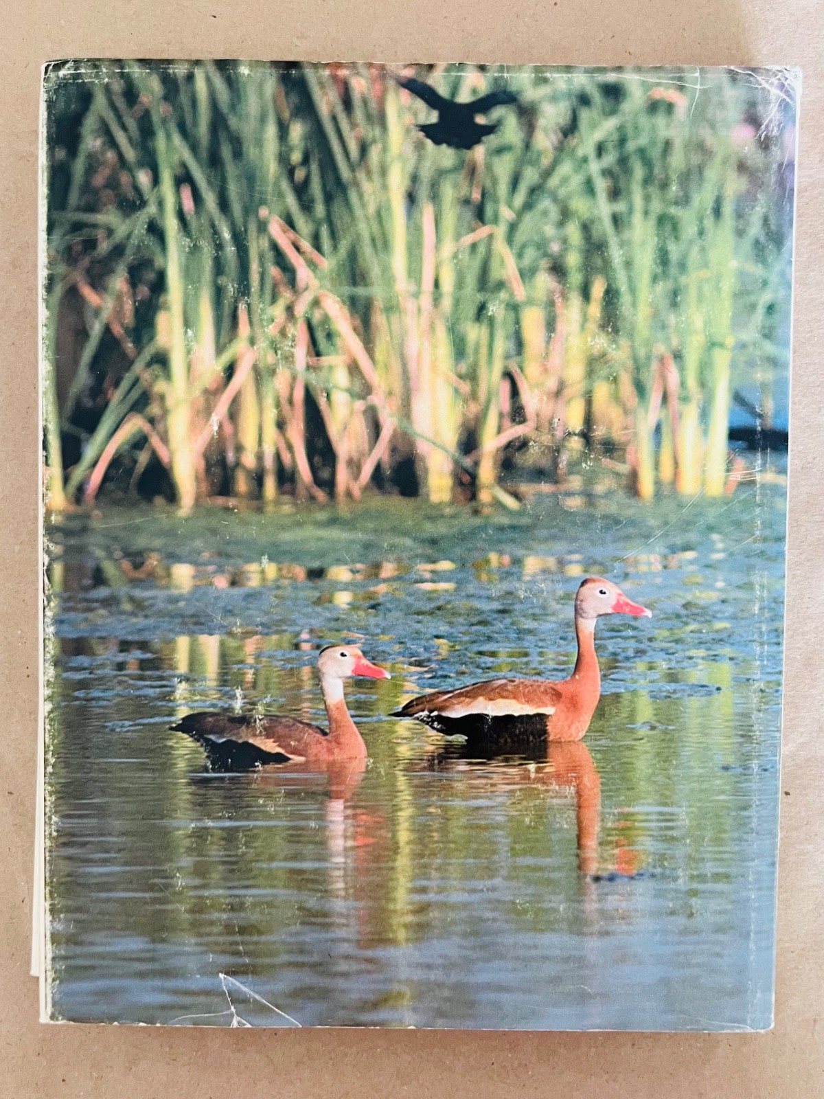 1st Edition Texas Wildlife: Photographs from Texas Parks & Wildlife 1978