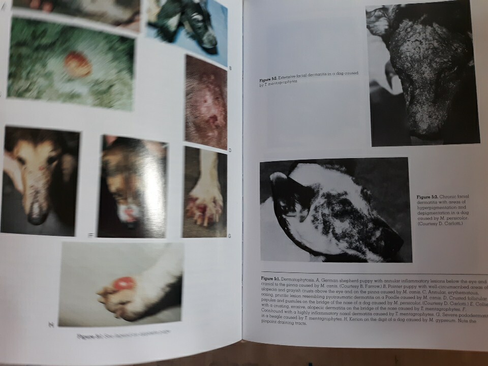 Muller & Kirk’s Small Animal Dermatology 5th Edition Hardcover Veterinary Textbo
