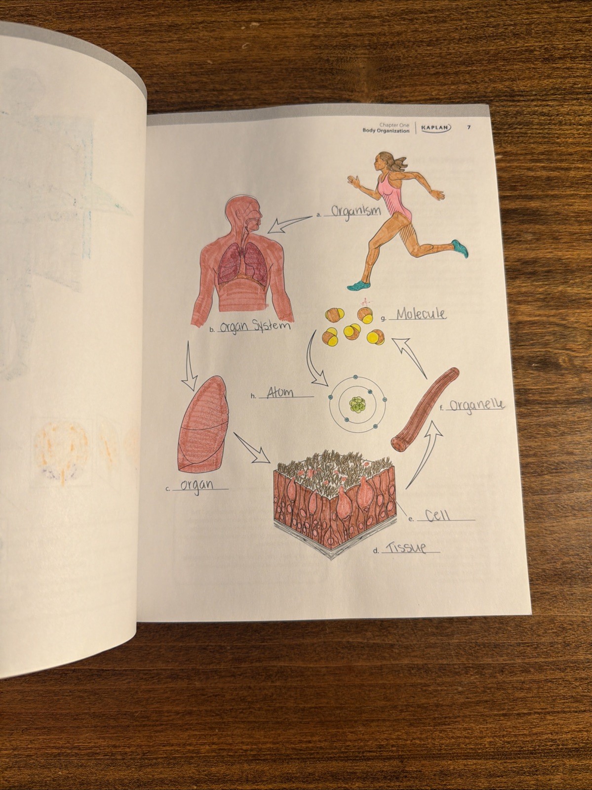 Anatomy Coloring Book by Eric Wise (Kaplan 2024) 10th Edition PB