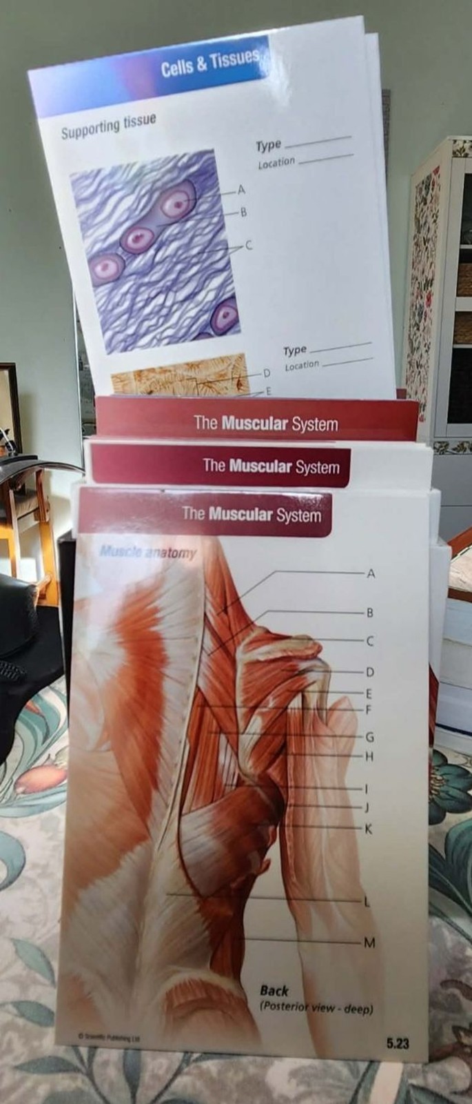 Trail Guide to the Body A&P Texbook+WorkBook & Coloring + Cards: WOW Lot of 5!!