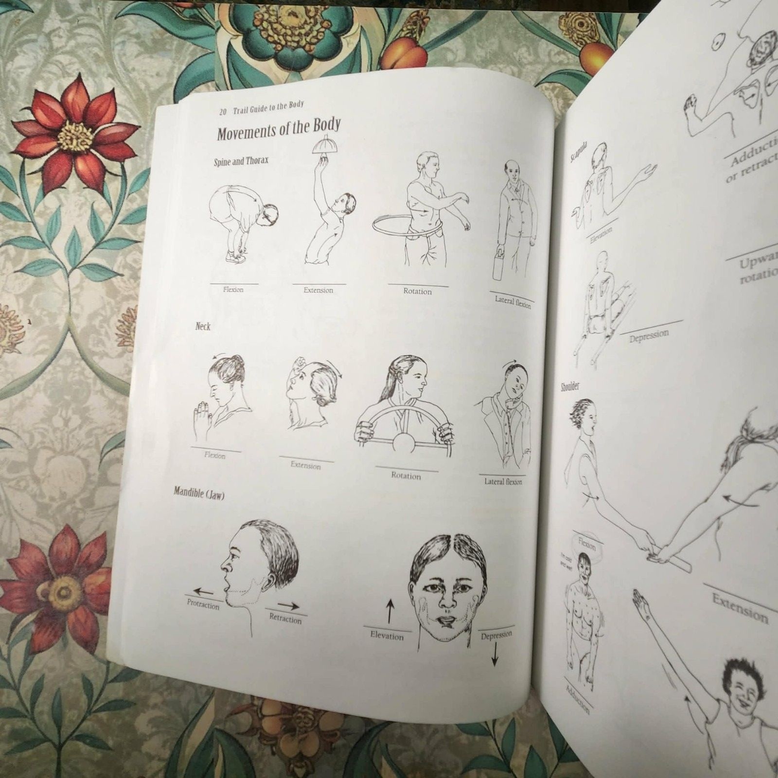 Trail Guide to the Body A&P Texbook+WorkBook & Coloring + Cards: WOW Lot of 5!!